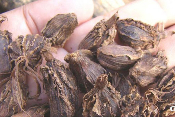 मेची भन्सार : आठ अर्ब ६१ करोड बढीको अलैँची निर्यात